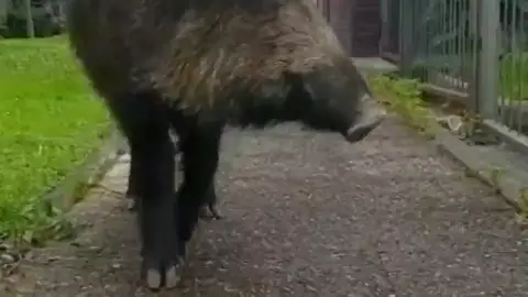 Un jabalí se pasea por las calles de Bilbao y acaba encerrado en un instituto Un jabalí se pasea por las calles de Bilbao y acaba encerrado en un instituto