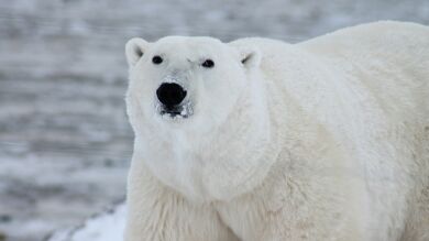 Una región rusa se declara en estado de emergencia por una invasión de osos polares