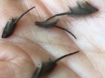 Encuentra misteriosas criaturas en la cocina Encuentra misteriosas criaturas en la cocina