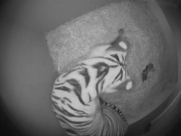 Las adorables imágenes de una tigresa cuidando a sus tres cachorros recién nacidos
