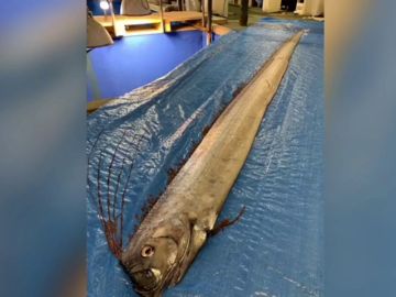 Alerta en Japón: Hallan dos peces muertos que, según las leyendas, presagian la llegada de un tsunami 