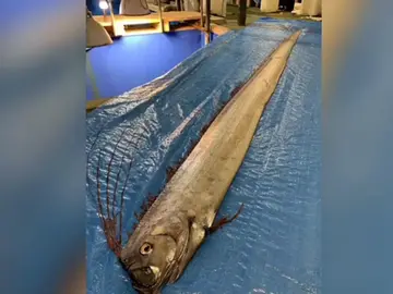 Alerta en Japón: Hallan dos peces muertos que, según las leyendas, presagian la llegada de un tsunami Alerta en Japón: Hallan dos peces muertos que, según las leyendas, presagian la llegada de un tsunami