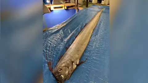 Alerta en Japón: Hallan dos peces muertos que, según las leyendas, presagian la llegada de un tsunami Alerta en Japón: Hallan dos peces muertos que, según las leyendas, presagian la llegada de un tsunami