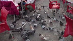 Pienso anticonceptivo para acabar con la invasi&oacute;n de palomas