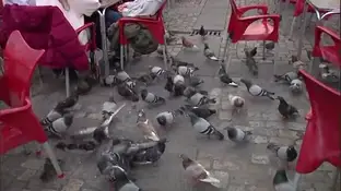 Invasión de palomas Pienso anticonceptivo para acabar con la invasión de palomas