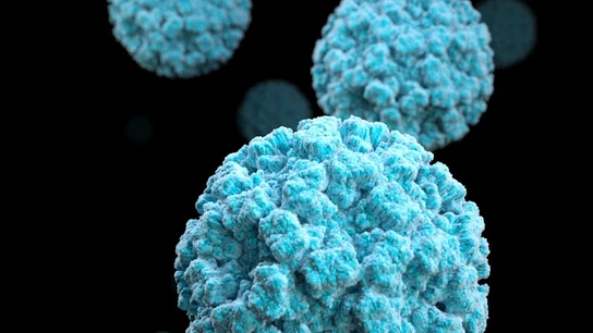 Virus de la gastroenteritis Virus de la gastroenteritis