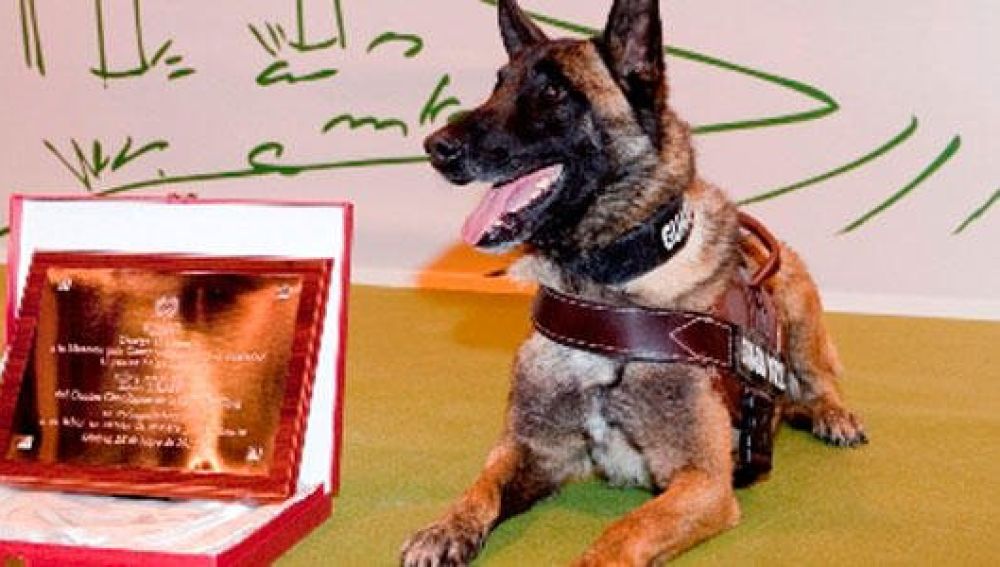 Elton, el perro Guardia Civil que se jubila