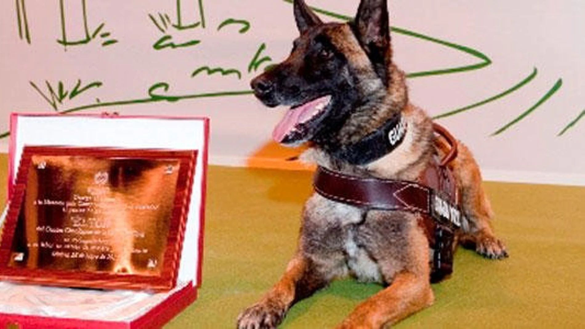Elton, el perro Guardia Civil que se jubila Elton, el perro Guardia Civil que se jubila