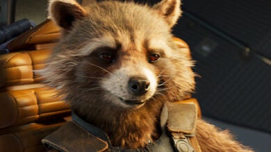 Muere Oreo, el mapache en el que se inspiraron para crear a Rocket de 'Guardianes de la Galaxia'