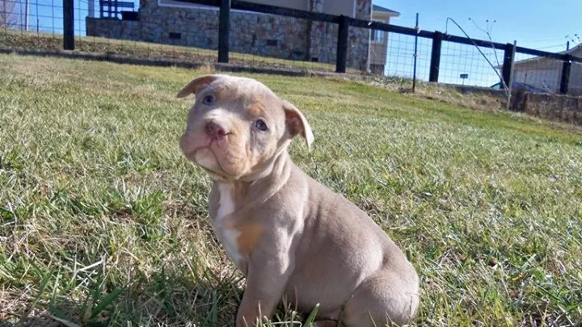 Imagen de archivo de un american bully Imagen de archivo de un american bully