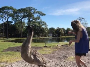 Cisne ataca a una mujer Cisne ataca a una mujer