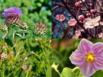 Flores Flores