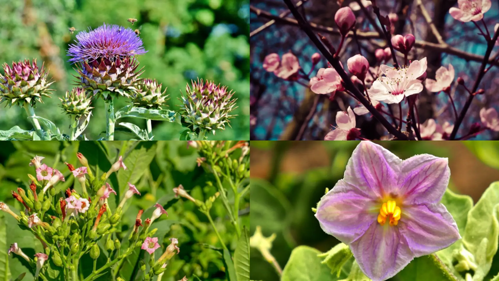Flores