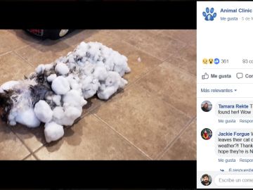 Gato congelado Gato congelado