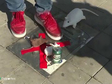 La placa de Courtois en el Metropolitano aparece cubierta de ratas de peluche