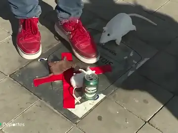 La placa de Courtois en el Metropolitano aparece cubierta de ratas de peluche La placa de Courtois en el Metropolitano aparece cubierta de ratas de peluche