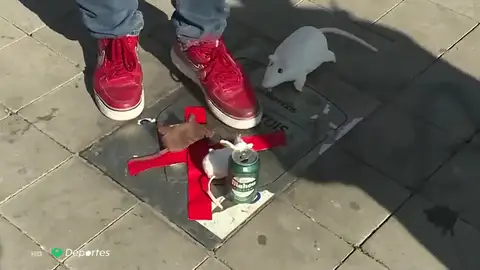 La placa de Courtois en el Metropolitano aparece cubierta de ratas de peluche La placa de Courtois en el Metropolitano aparece cubierta de ratas de peluche