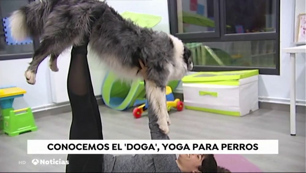 Llega a España el 'doga', una forma de practicar yoga con tu perro