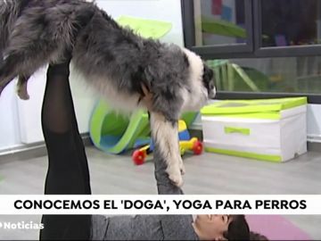 Llega a España el 'doga', una forma de practicar yoga con tu perro