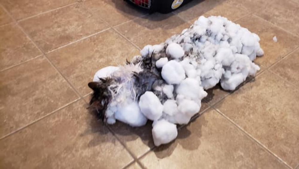 Fluffy, el gato hallado completamente congelado