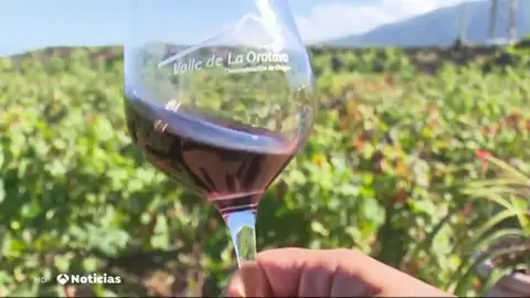 vinos canarios vinos canarios