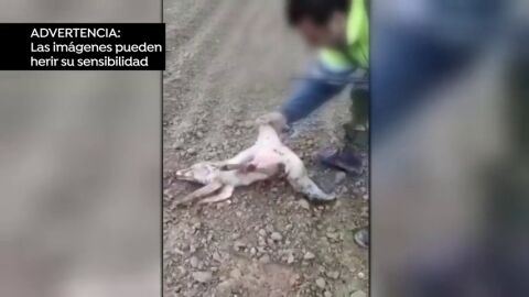 Archivan la causa contra el cazador que maltrat&oacute; al zorro y le provoc&oacute; la muerte
