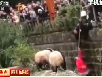 Una niña cae al foso de los osos panda en un zoológico de China 