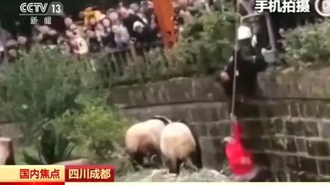 Una niña cae al foso de los osos panda en un zoológico de China Una niña cae al foso de los osos panda en un zoológico de China