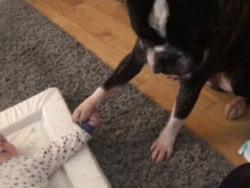 Este perro se niega a quitar la pata de su hermano bebé Este perro se niega a quitar la pata de su hermano bebé