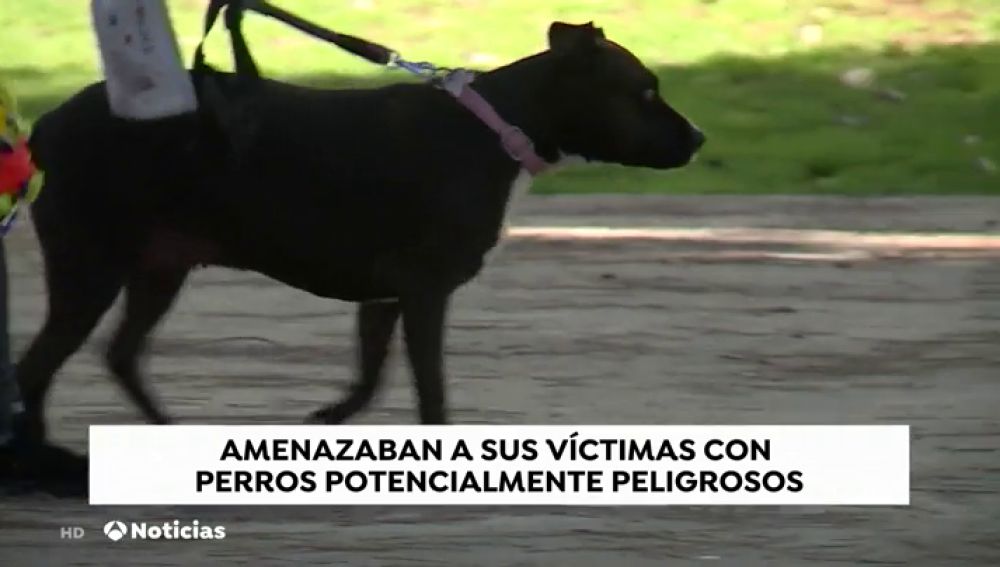 REEMPLAZO Detenidas dos personas en Madrid que utilizaban perros de caza para robar e intimidar a sus vÃ­ctimas