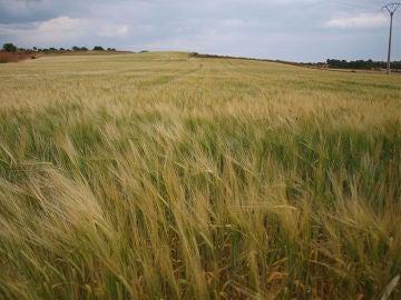 Campo de cebada