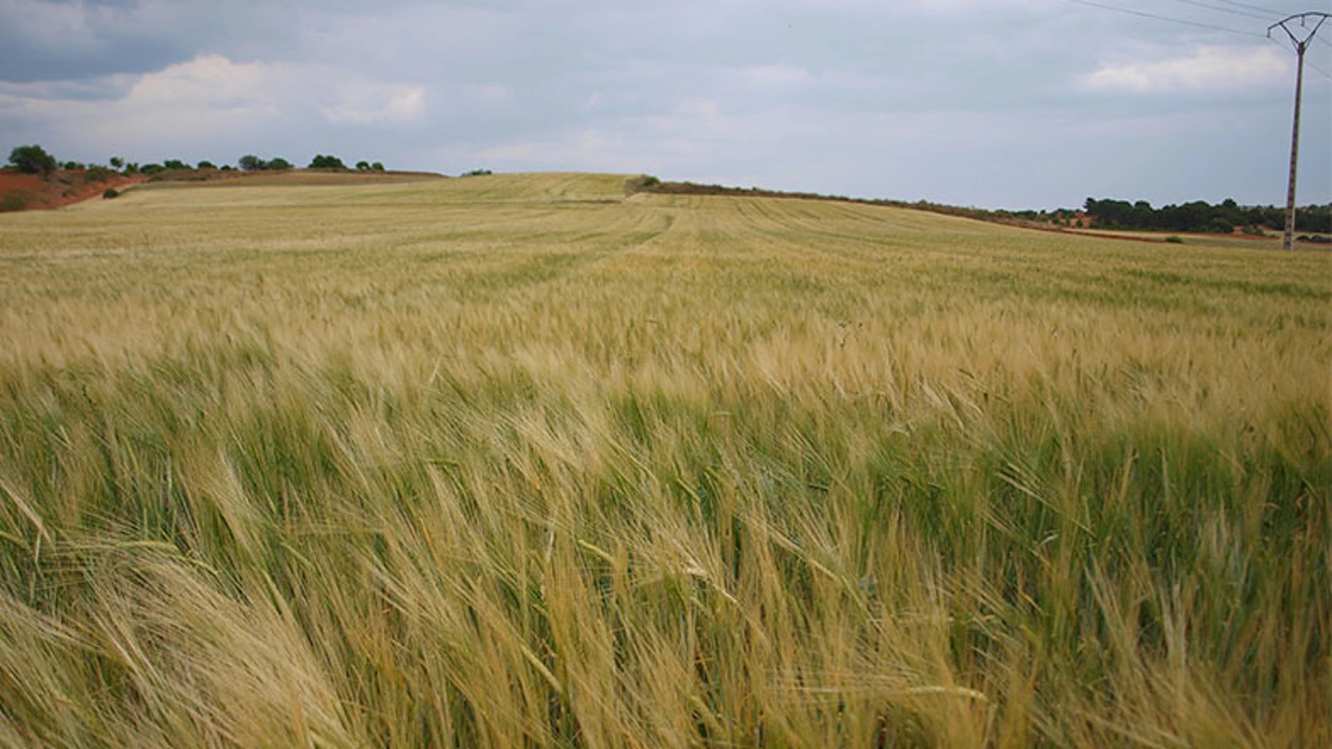 Campo de cebada