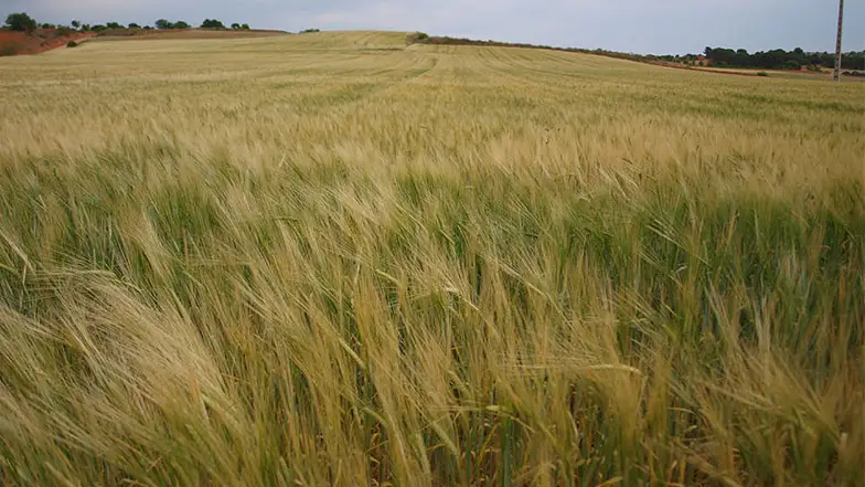 Campo de cebada Campo de cebada