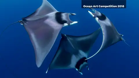 Las fotografías ganadoras del 'Ocean Art' Las fotografías ganadoras del 'Ocean Art'