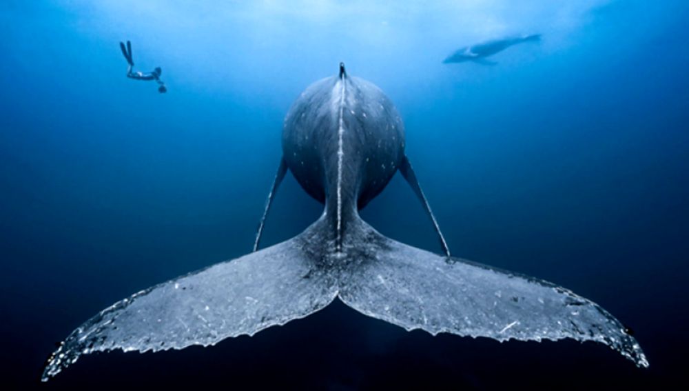 Las mejores fotografías de los habitantes del océano