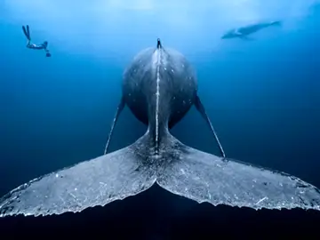 Las mejores fotografías de los habitantes del océano Las mejores fotografías de los habitantes del océano