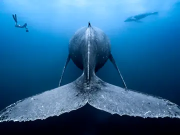 Las mejores fotografías de los habitantes del océano Las mejores fotografías de los habitantes del océano