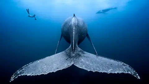Las mejores fotografías de los habitantes del océano Las mejores fotografías de los habitantes del océano