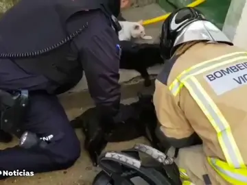 Bomberos y policía reaniman a media docena de gatos intoxicados en un incendio Bomberos y policía reaniman a media docena de gatos intoxicados en un incendio