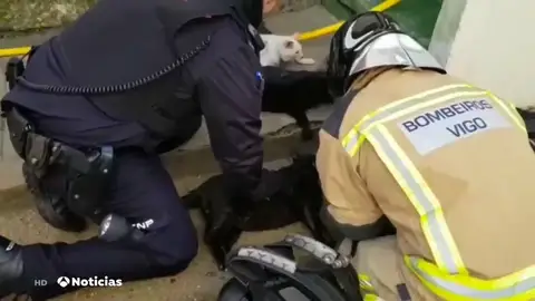 Bomberos y policía reaniman a media docena de gatos intoxicados en un incendio Bomberos y policía reaniman a media docena de gatos intoxicados en un incendio
