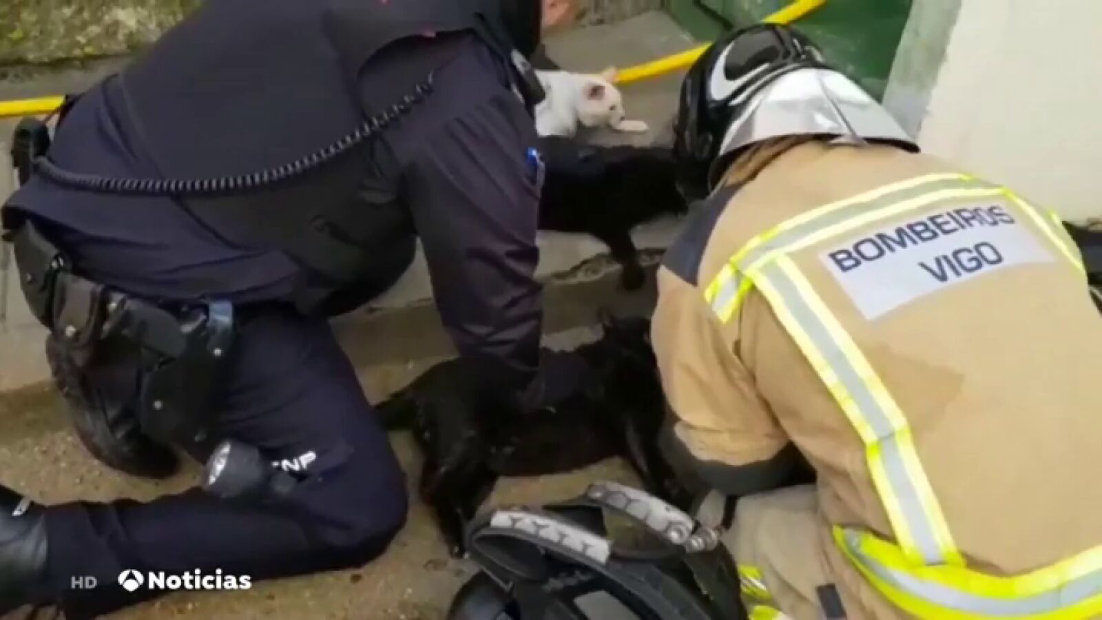 Bomberos y policía reaniman a media docena de gatos intoxicados en un incendio 
