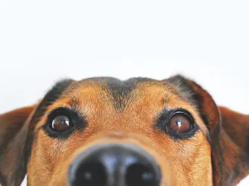 Perro Perro