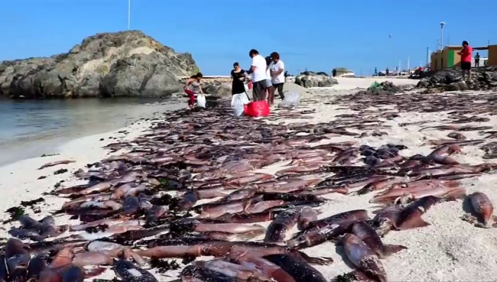Miles de sepias aparecen muertas en la costa de Chile