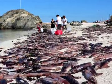 Miles de sepias aparecen muertas en la costa de Chile