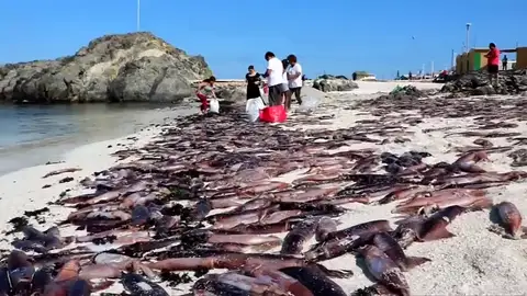 Miles de sepias aparecen muertas en la costa de Chile Miles de sepias aparecen muertas en la costa de Chile