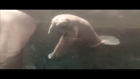 Así es el parto de una cría de manatí antillano Así es el parto de una cría de manatí antillano
