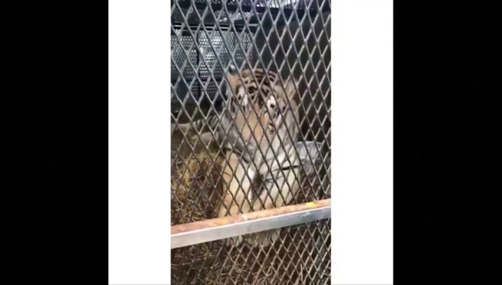 Rescatan a un tigre obeso abandonado en una casa en Houston