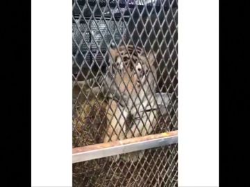 Rescatan a un tigre obeso abandonado en una casa en Houston