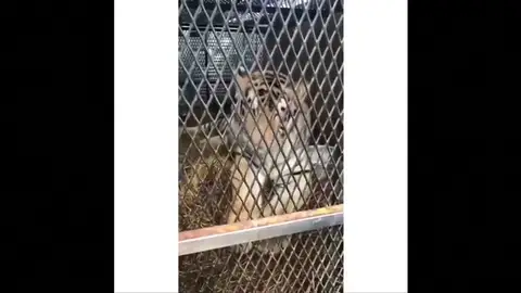 Rescatan a un tigre obeso abandonado en una casa en Houston Rescatan a un tigre obeso abandonado en una casa en Houston