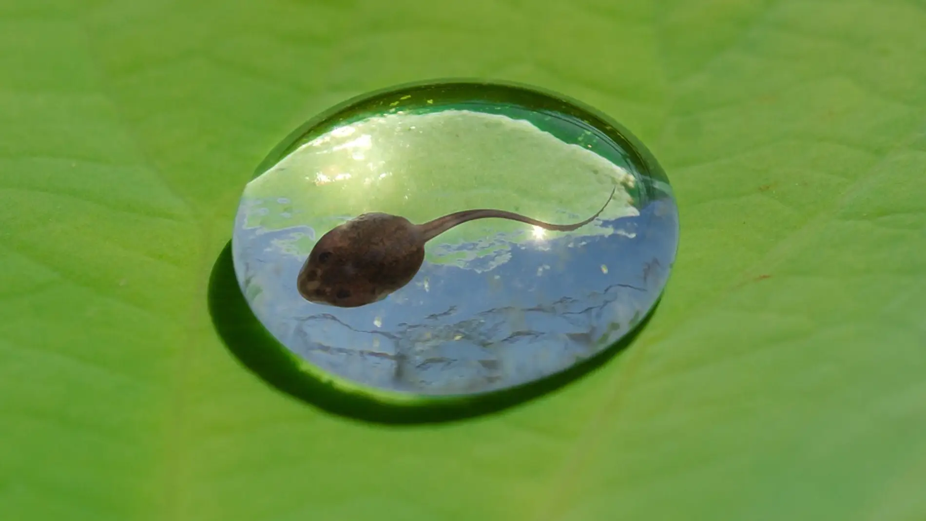 Renacuajo